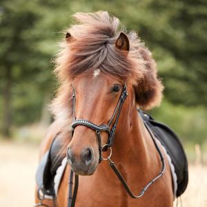 Catago Raja Icelandic Träns Svart