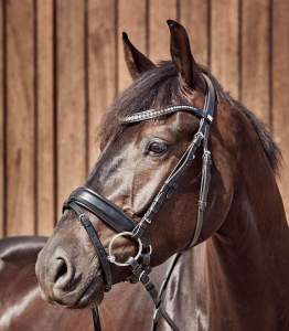 HG DRESSYRTRÄNS CRYLL