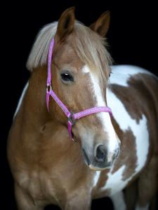 HG Butterfly Grimma Phlox Pink