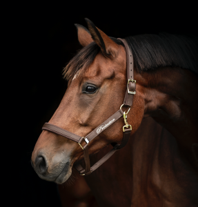 PROTECTOR DERRY GRIMMA BRUN