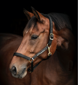 PROTECTOR DERRY GRIMMA SVART