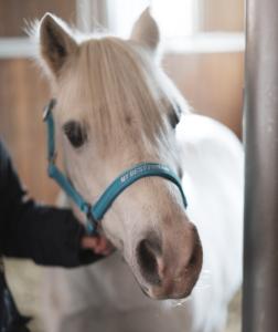 HG Malva Grimma Aruba Blue