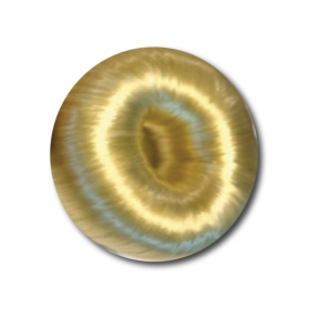 DONUT BLOND
