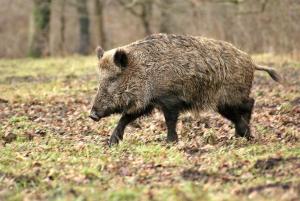 Master Attract Wild Boar Tar