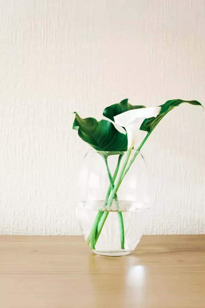 Färgstark blomma i full blom – naturlig skönhet och dekoration i trädgård, bukett eller fönsterbräda