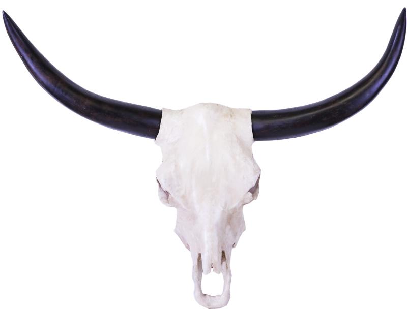 iOne Art Cow Skull