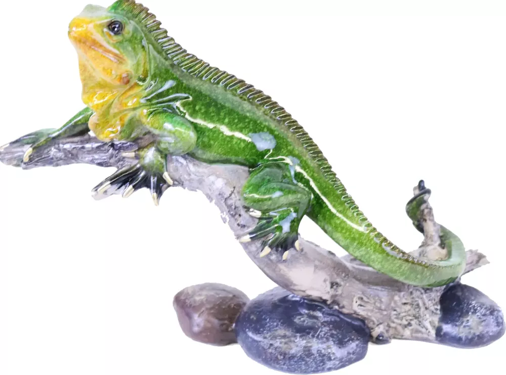 Øgle Iguana
