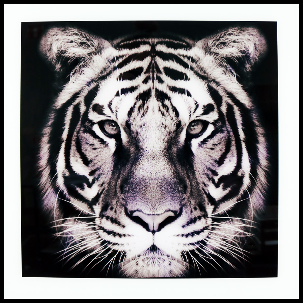 Maleri i Glass Tiger