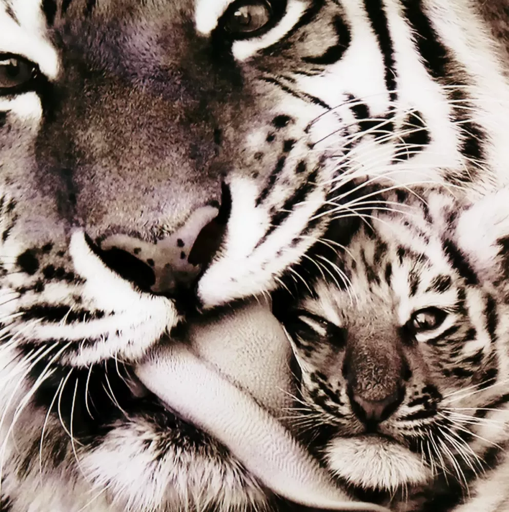 Tavla i Glas Tiger Baby