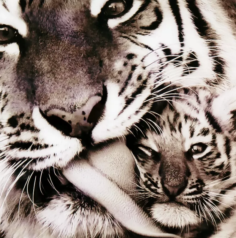 Maleri i Glass Tiger Baby