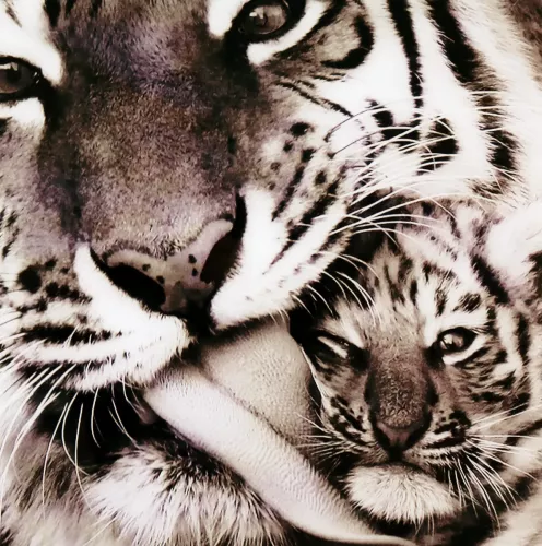 Tavla i Glas Tiger Baby