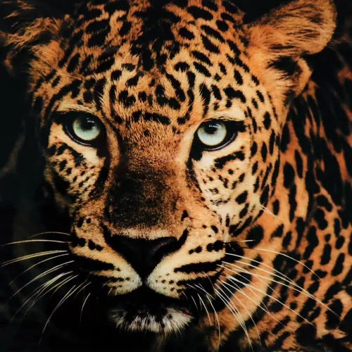 Tavla i Glas Leopard