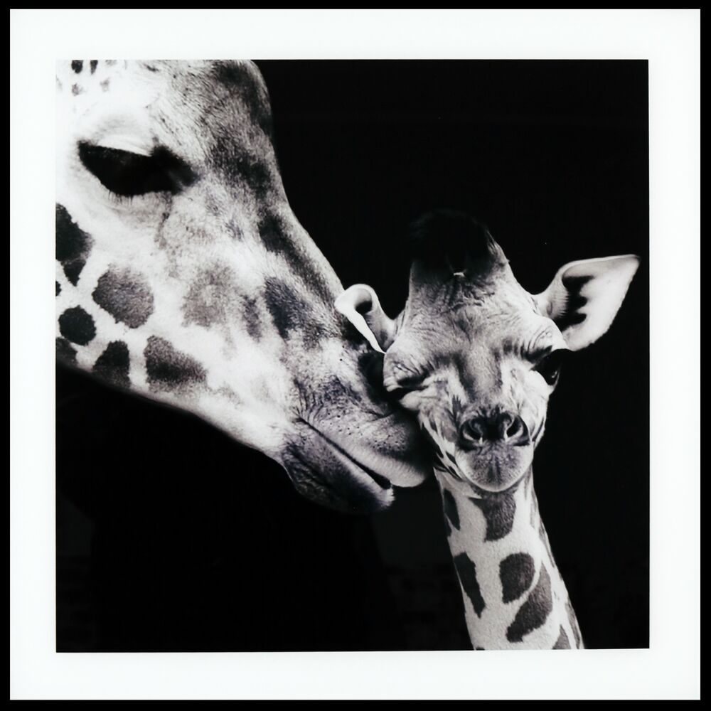 Maleri i Glass Sjiraff