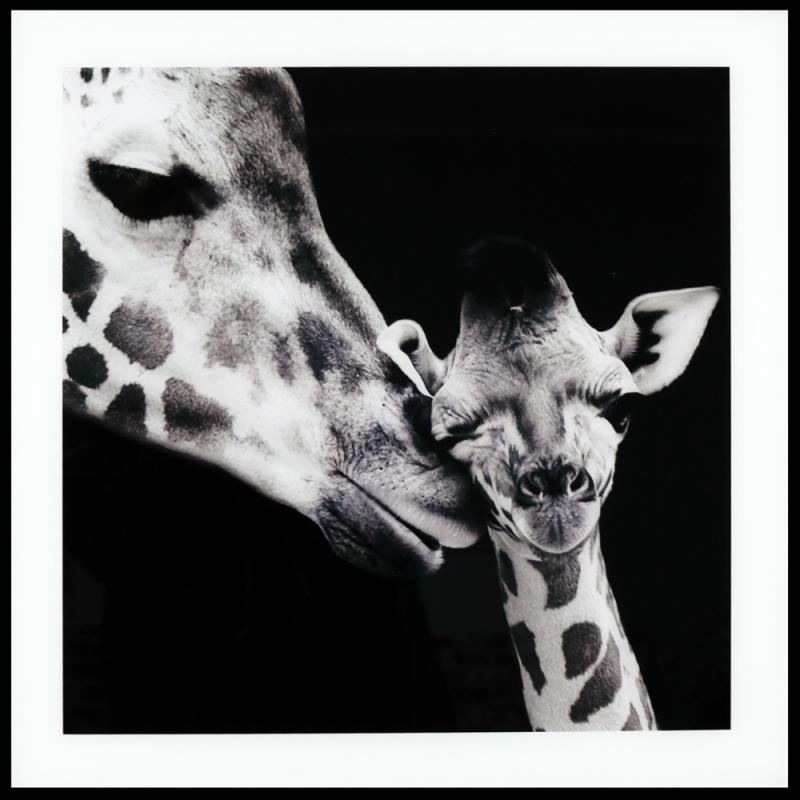 Maleri i Glass Sjiraff