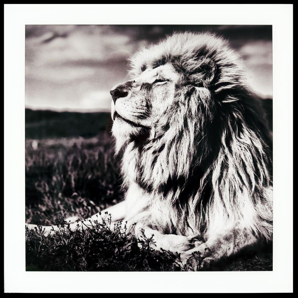 Maleri i Glass Løve