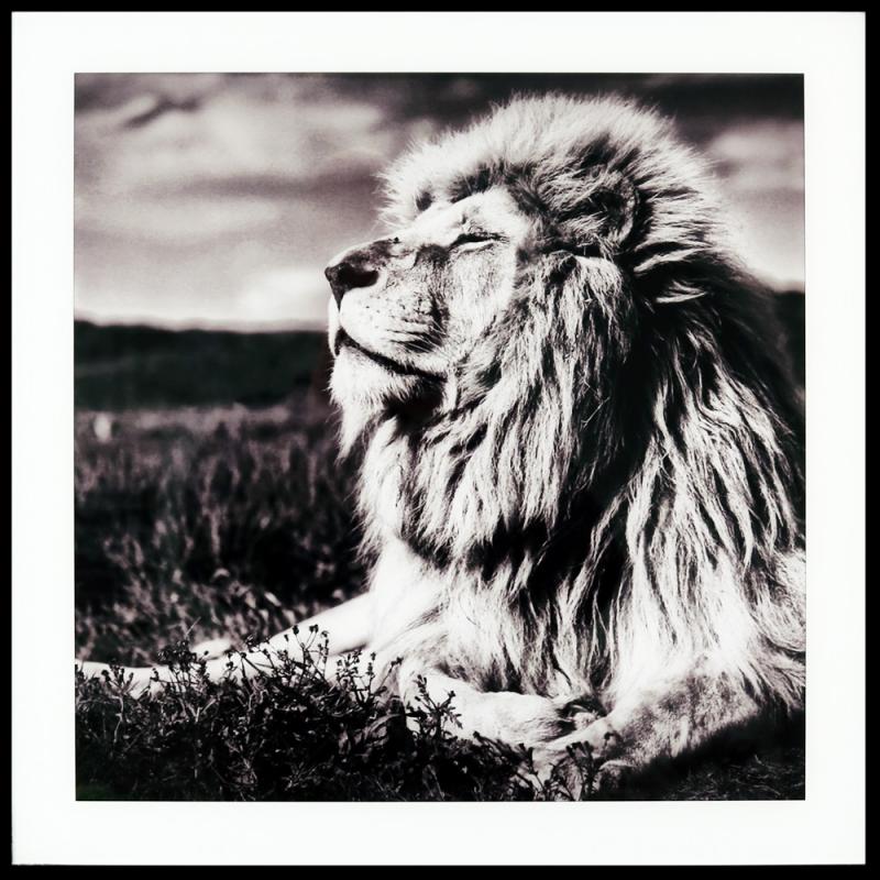 Maleri i Glass Løve