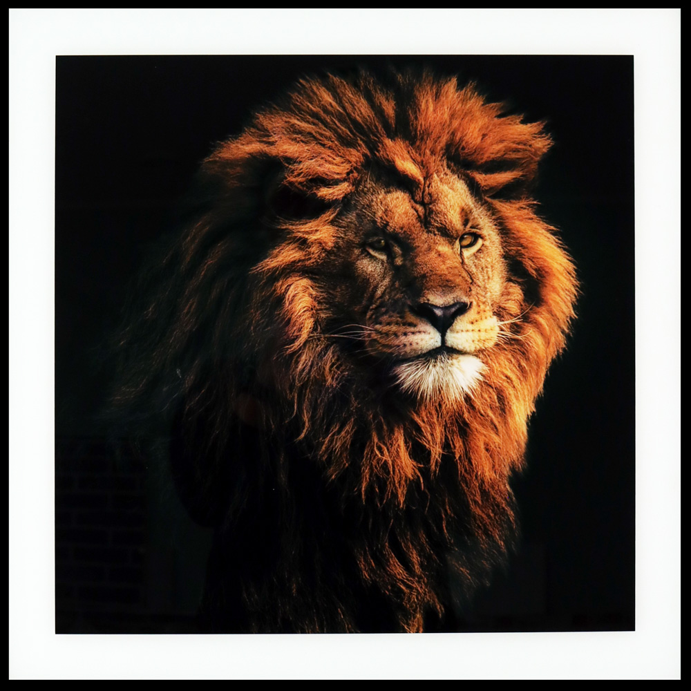 Maleri i Glass Løve