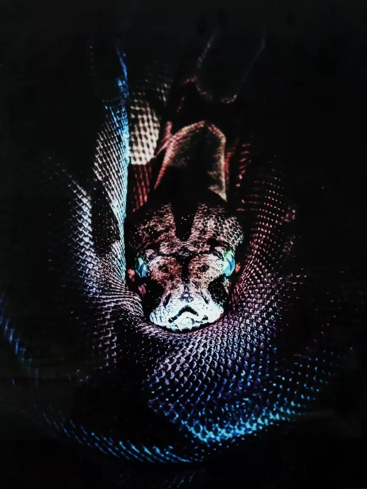 Tavla i Härdat Glas Boa Snake