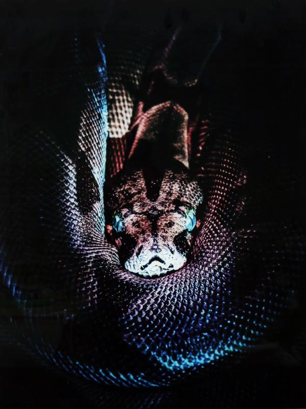 Maleri i Glass Boa Snake