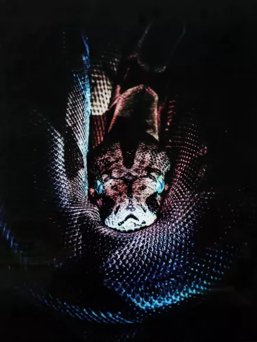 Tavla i Härdat Glas Boa Snake