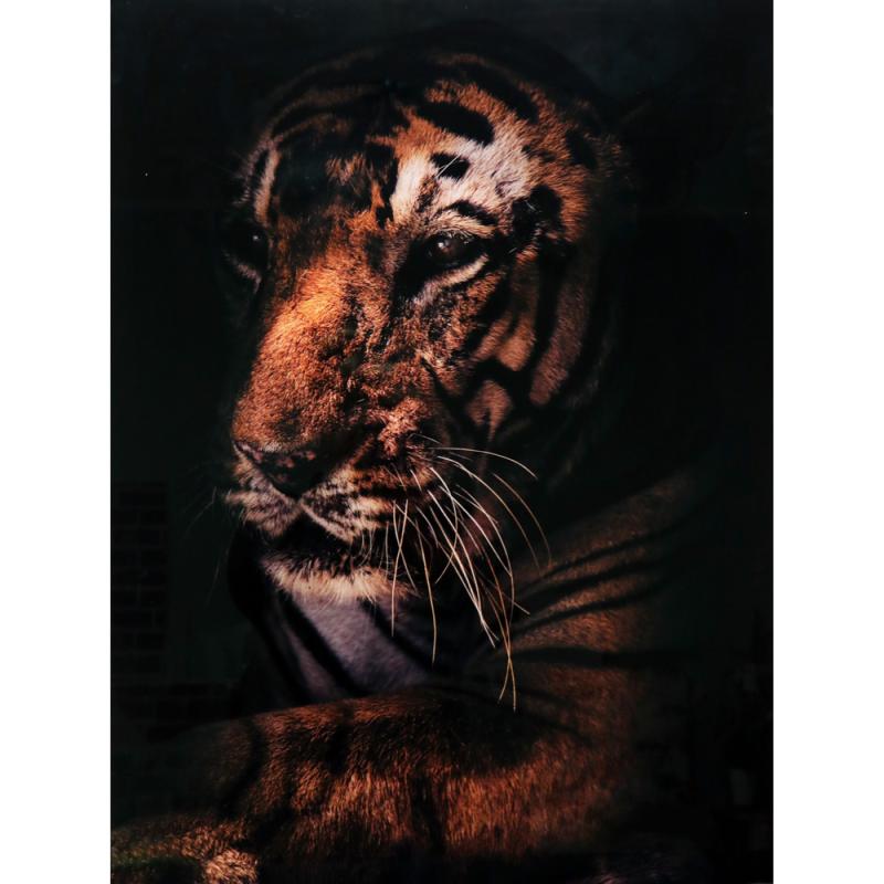 Maleri i Glass Old Tiger