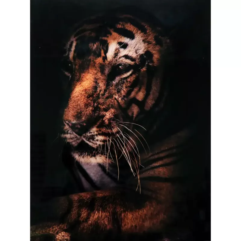 Tavla i Härdat Glas Old Tiger