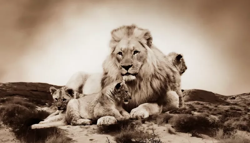 Maleri i Glass Løvefamilie