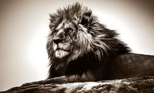 Tavla i Glas Lejon Scar