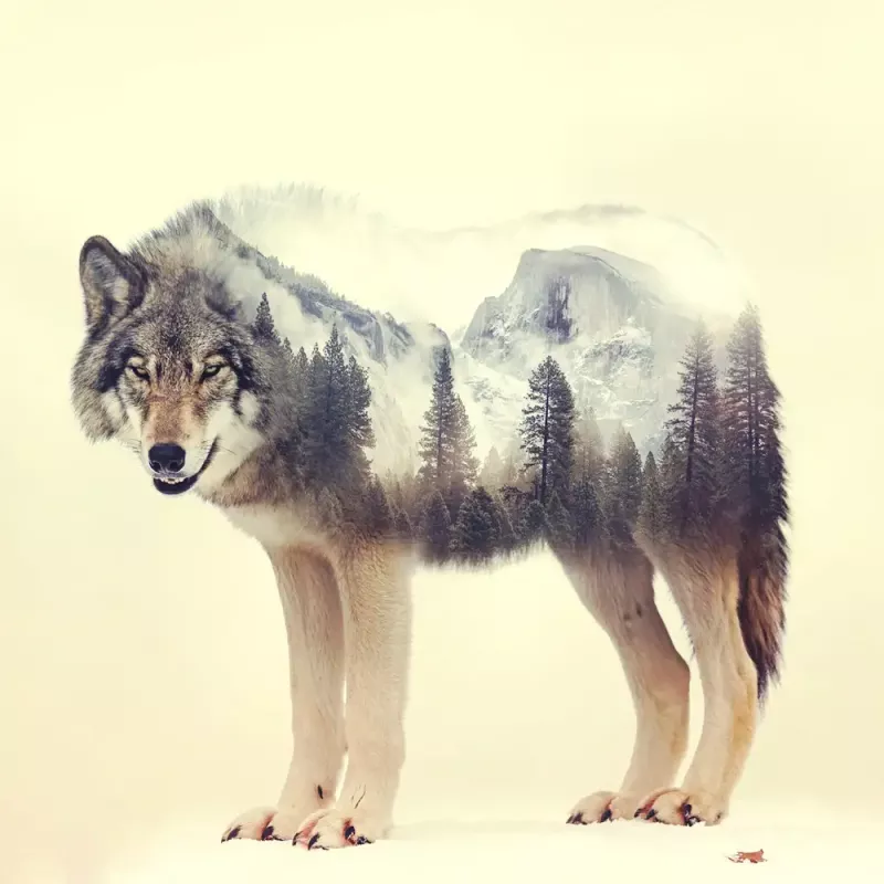 Tavla i Härdat Glas Varg Skog