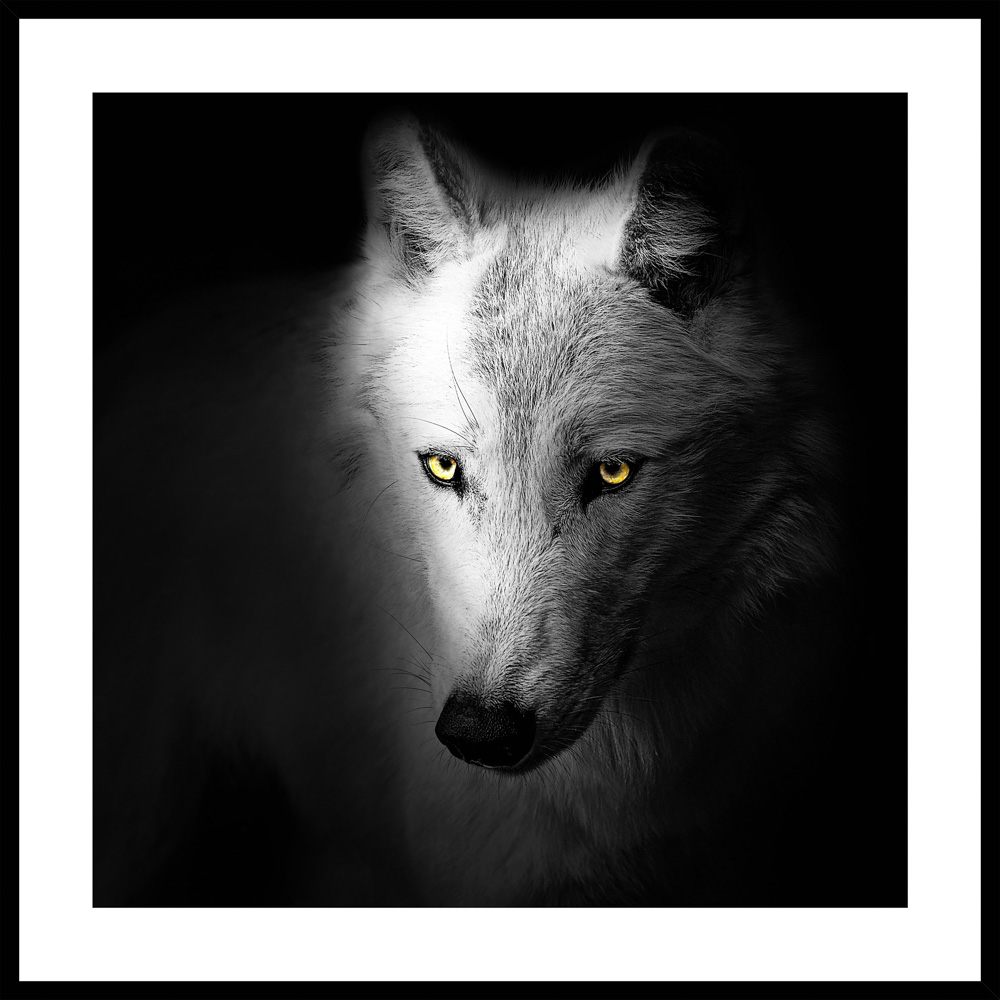 Maleri i Glass Hvit Ulv