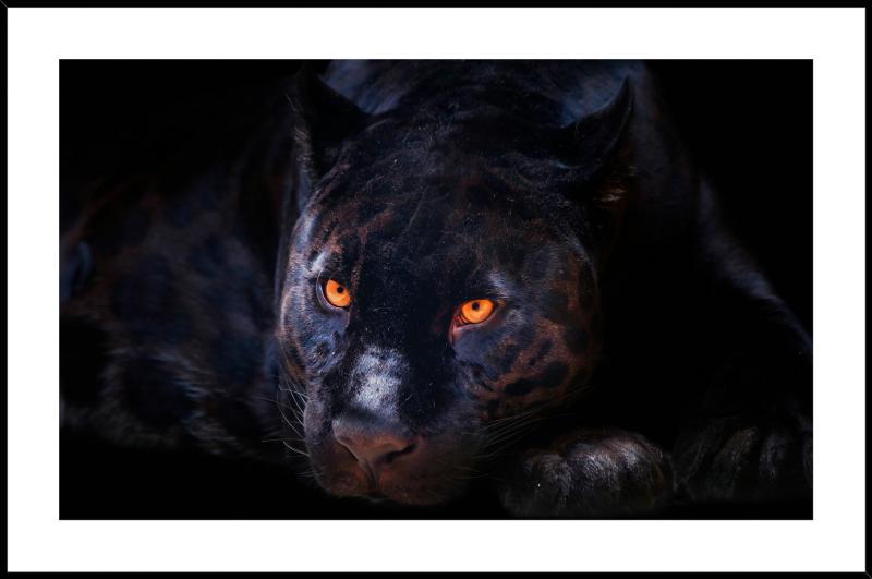 Maleri i Glass Sort Leopard