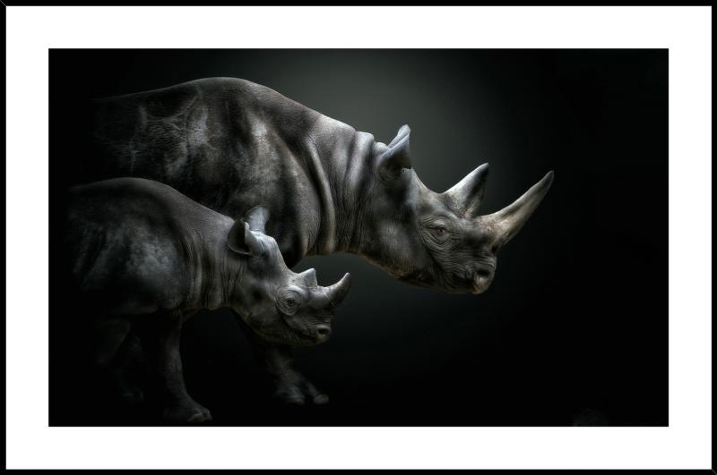 Maleri i Glass Neshorn