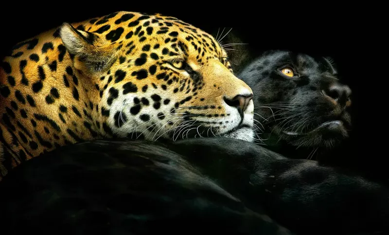 Maleri i Glass Leopard Yin Yang