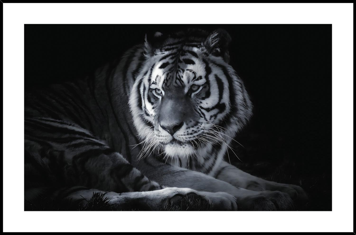 Maleri i Glass Tiger