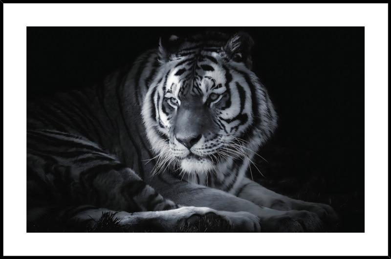 Maleri i Glass Tiger