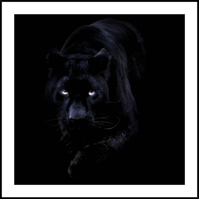 Maleri i Glass Sort Panter