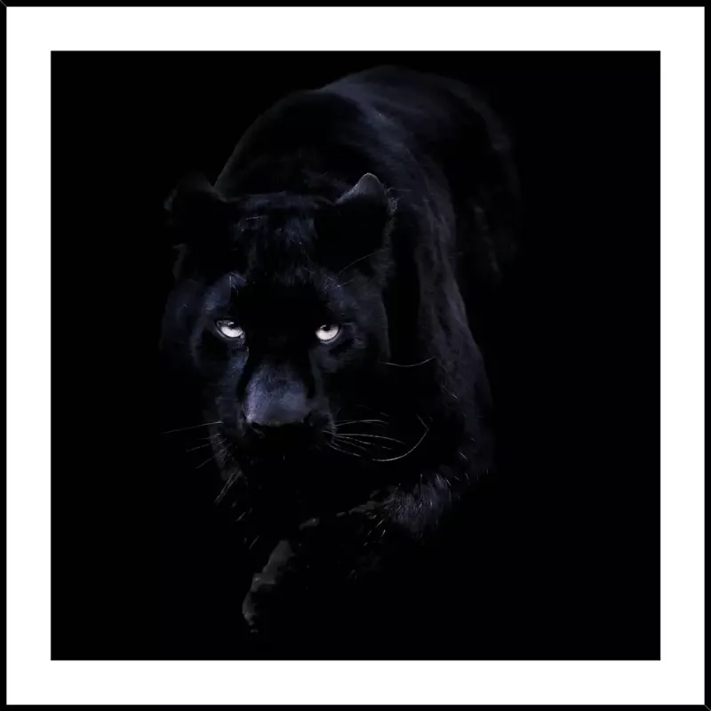 Tavla i Glas Svart Panter