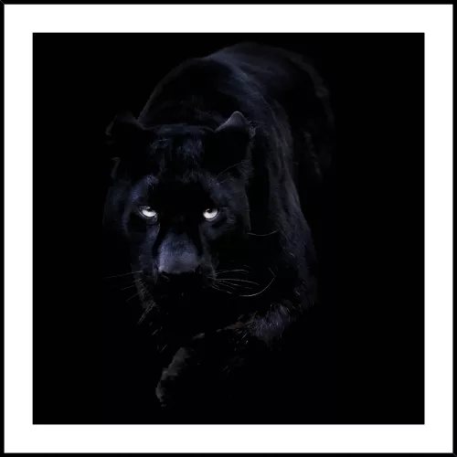 Tavla i Glas Svart Panter