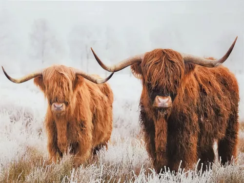 Tavla i Härdat Glas Ko Highland  Cattle