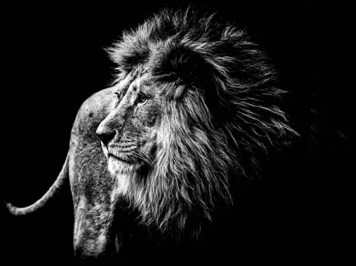 Tavla i Härdat Glas Lejon Majestätisk