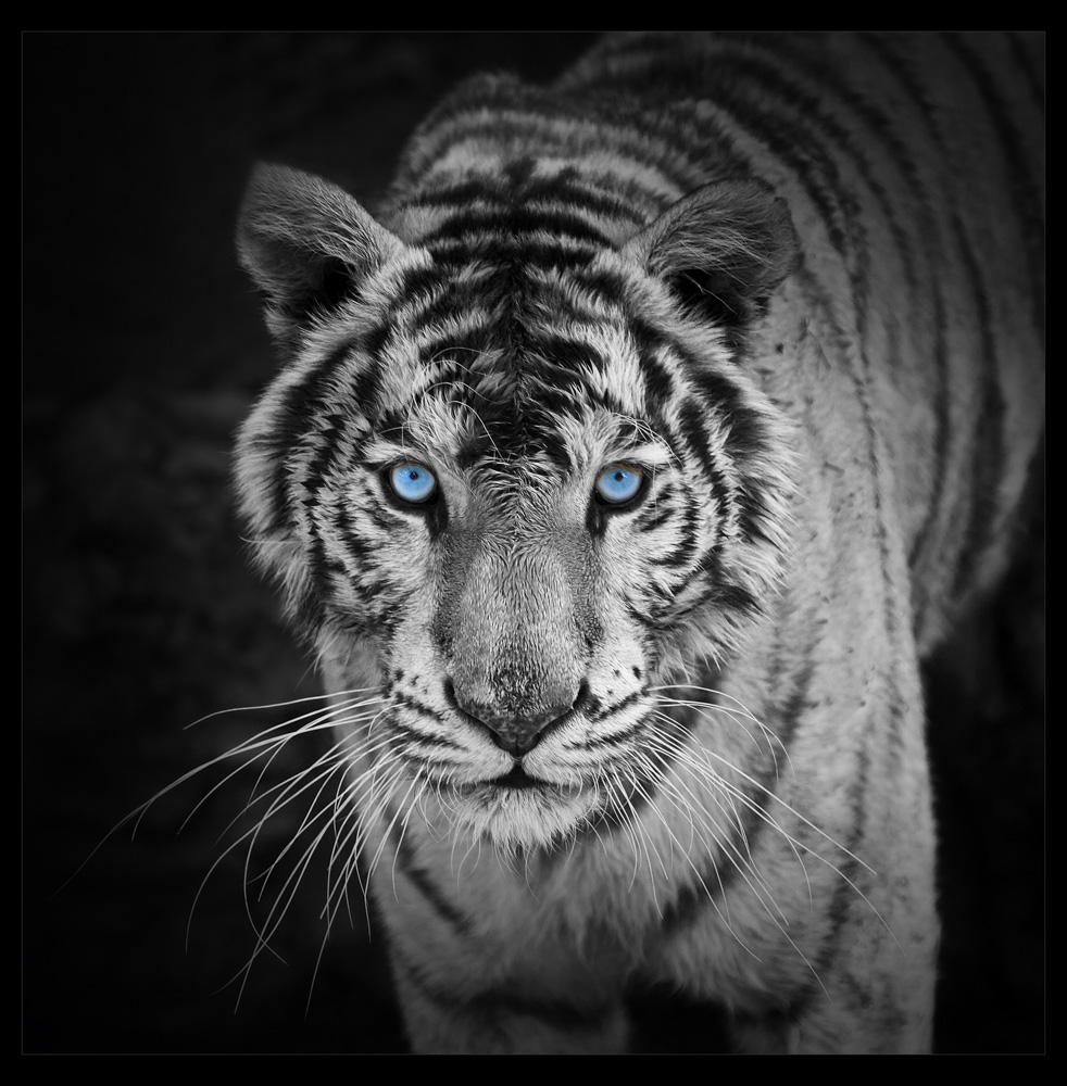 Maleri HD Print Tiger