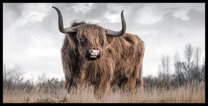 Tavla HD Print Highland Cattle