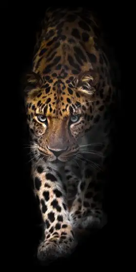 Bilde HD Print Leopard