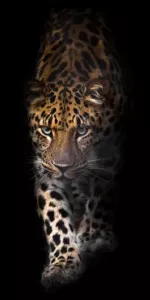 Tavla HD Print Leopard