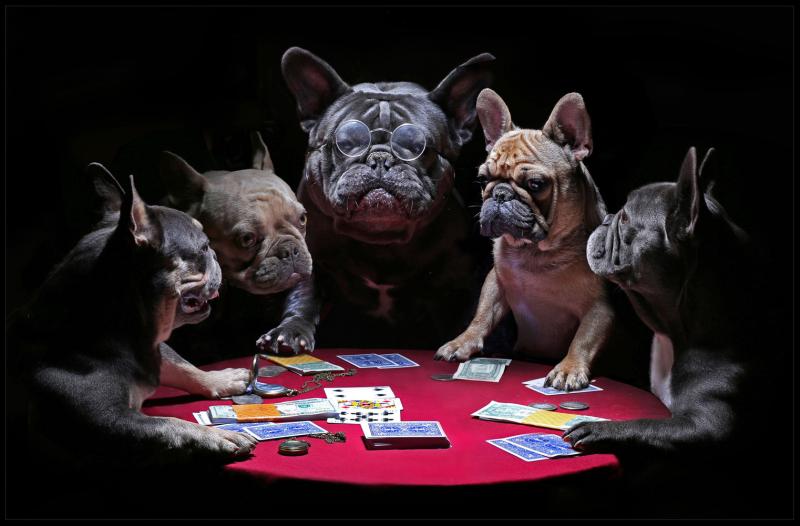 Tavla HD Print Fransk Bulldog Poker