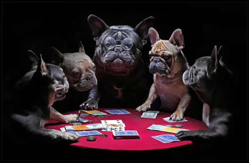 Tavla HD Print Fransk Bulldog Poker
