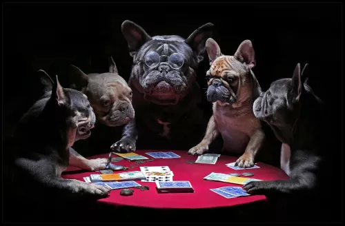 Tavla HD Print Fransk Bulldog Poker