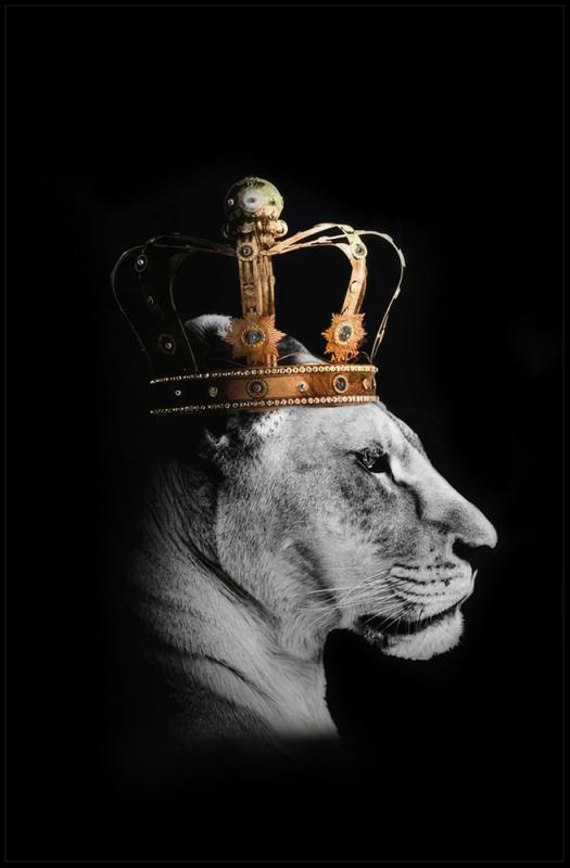 Tavla HD Print Lion Queen