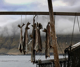 Hav tørred torsk – ca 1 kg – (Gadus Morhua)