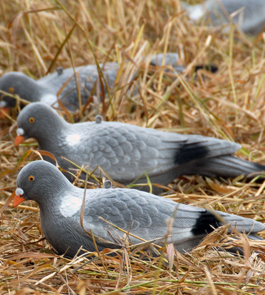 Live Pigeon ringduva   Helkropp
